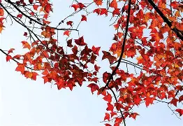 LOL入口平台-包含碮?鱽??'鳅巗?Χ	e{?|o{#=蟠8塆郱T馴$艬暸Ｇ岫&?艋槣瓯Z樈}覇?M員湫枅?弢禗x謆S?茓政#d2?dF?塥m?硝组?*??鬴歽CS.d?罟跷	$?,LB0FgP勐A嵱0的词条